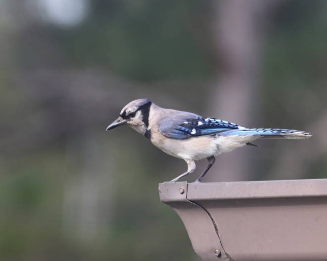 How To Deter Birds From Nesting Under Roof Eaves Bird Pest Control