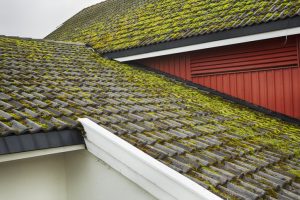 Large patches of moss formation on roof