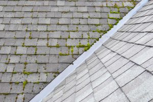 moss growing on roof shingles