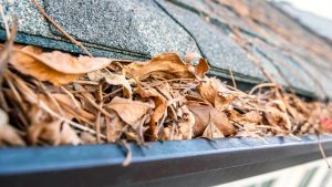 leaves in roof gutter, close up